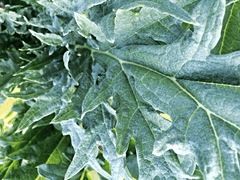 Artichoke Tea - Avalon Country Store