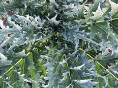 Artichoke Tea - Avalon Country Store
