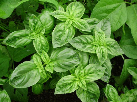 Basil - Avalon Country Store