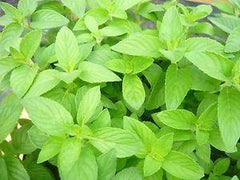 Citrus Mint Tea - Avalon Country Store