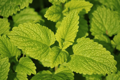 Lemon Balm Tea - Avalon Country Store
