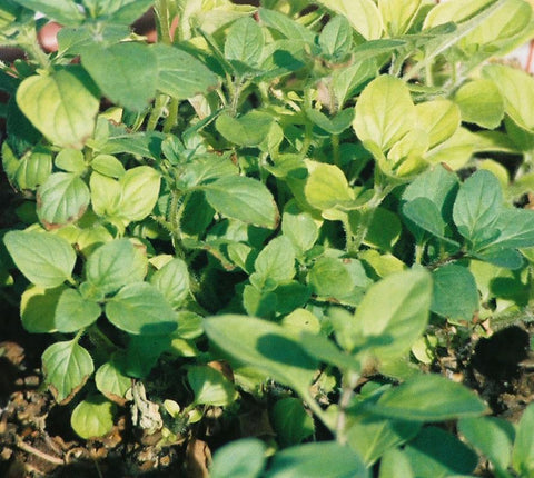 Mediterranean Oregano - Avalon Country Store