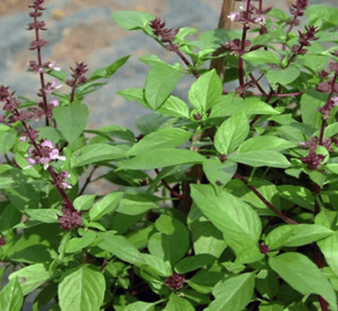 Tulsi-Holy Basil Tea - Avalon Country Store